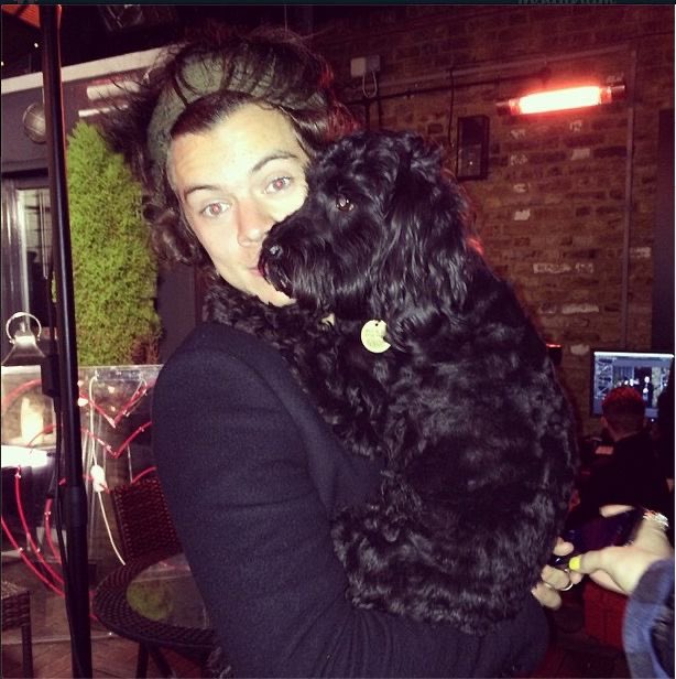 Harry Styles and dogs. A thread.