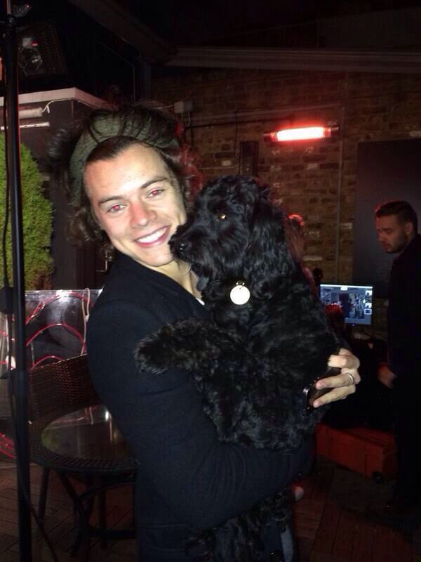 Harry Styles and dogs. A thread.