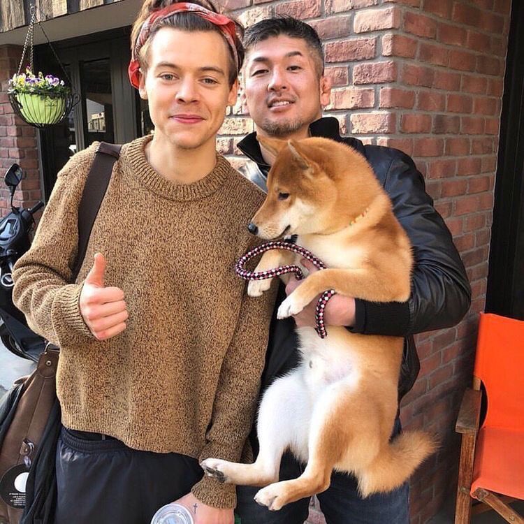 Harry Styles and dogs. A thread.