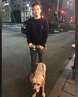 Harry Styles and dogs. A thread.