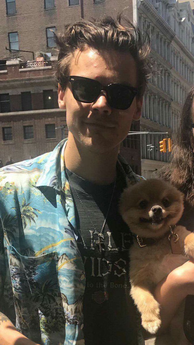 Harry Styles and dogs. A thread.
