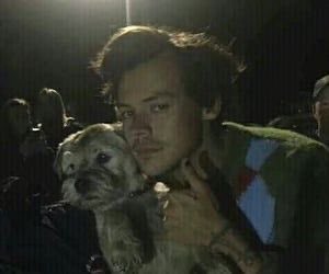 Harry Styles and dogs. A thread.