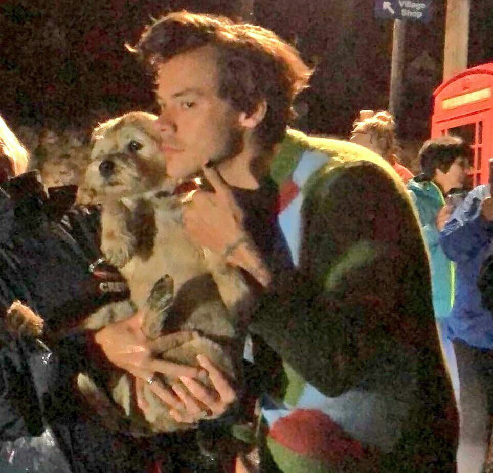Harry Styles and dogs. A thread.