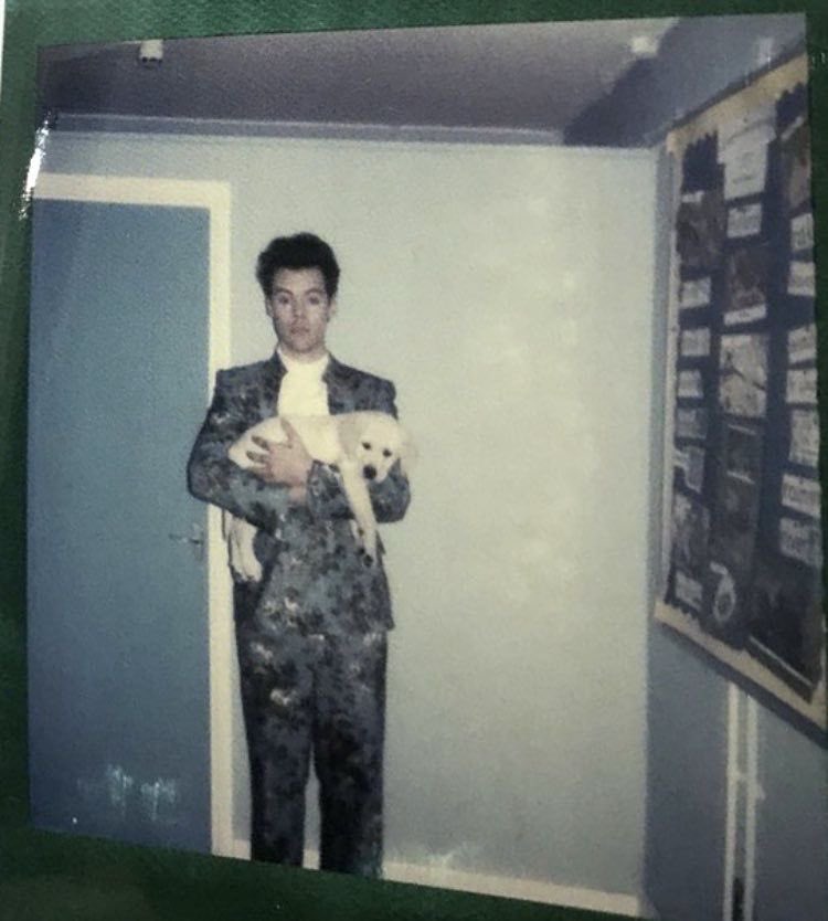 Harry Styles and dogs. A thread.