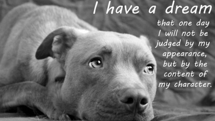 Helpgoingvegan.info tweet media