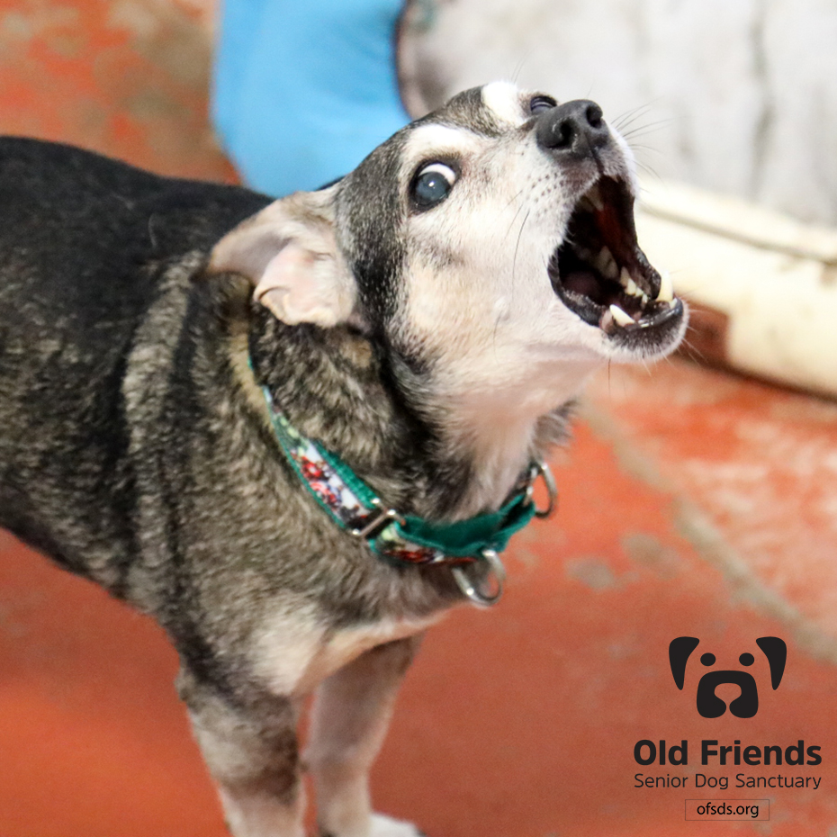 oldfriendssds's tweet photo. "It's 5:05pm, where is my supper?"- Woody
#ofsds #ofsdswoody #ofsdslilpete #ofsdscarmen #ofsdsfancy #seniordogs #ofsdsdinnertime #ofsdsbondedpair #bondedpair https://t.co/abXP2BXQc3