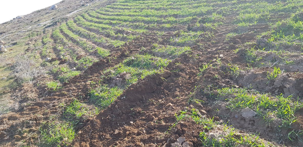4. On their path, the vehicles destroyed water pipes and electric infrastructure. As they went up the hill, some of them parked on agricultural lands that are cultivated by Ziad and his family from Beir El Eid, where I was staying.