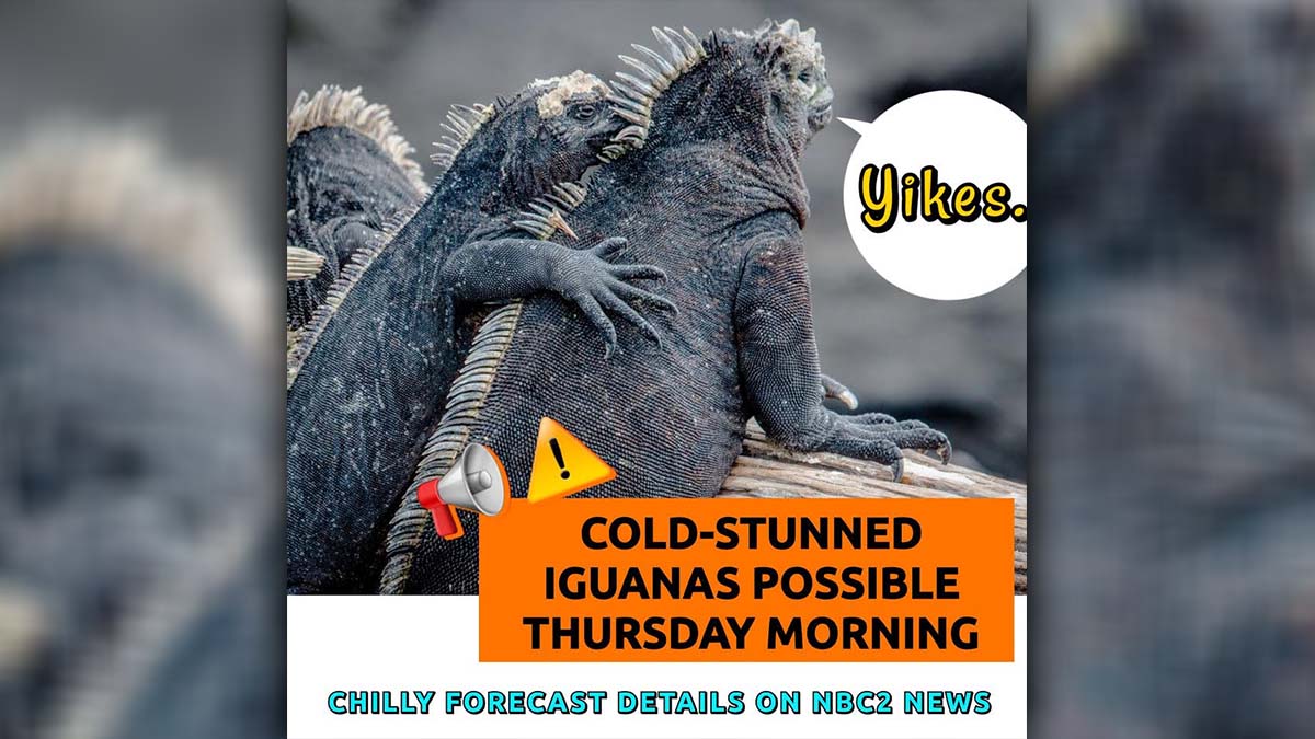 Chilly with a chance of... falling iguanas?

NBC2 has the latest on the falling iguana advisory from <a href="/NWSMiami/">NWS Miami</a>: bit.ly/2MWzav2