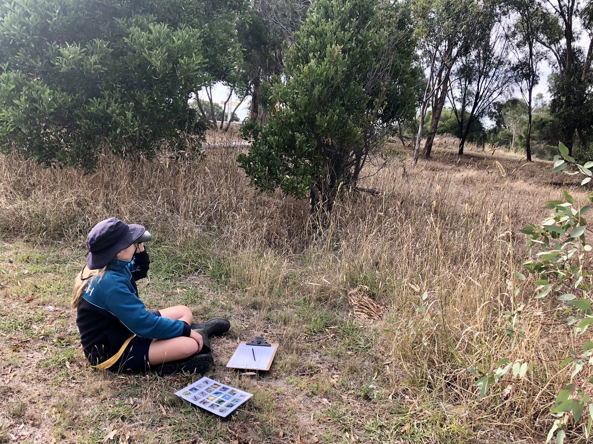mrs_sammillar's tweet photo. #100acreclassroom #birdsurvey #nestingboxproject #Year62021 #Dhumbadhabiik #100hoursoutside #STEM #outdoorclassroom #outdoorlearning #nature #connectingtocountry @Cornish_College @UrbanBirdsOz @BirdlifeOz https://t.co/cwsMYq4lf8