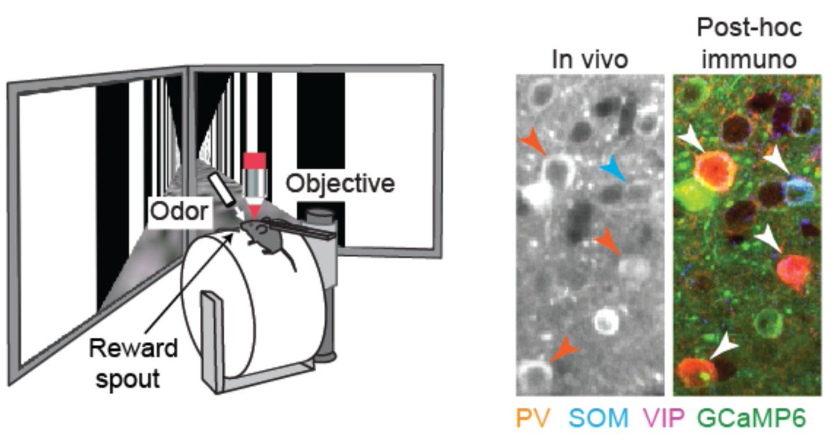Check out our preprint where we directly compare the modulatory effects of learning and attention on the same identified excitatory and inhibitory neurons in mouse V1. Tweetprint below https://www.biorxiv.org/content/10.1101/2021.01.31.429053v1