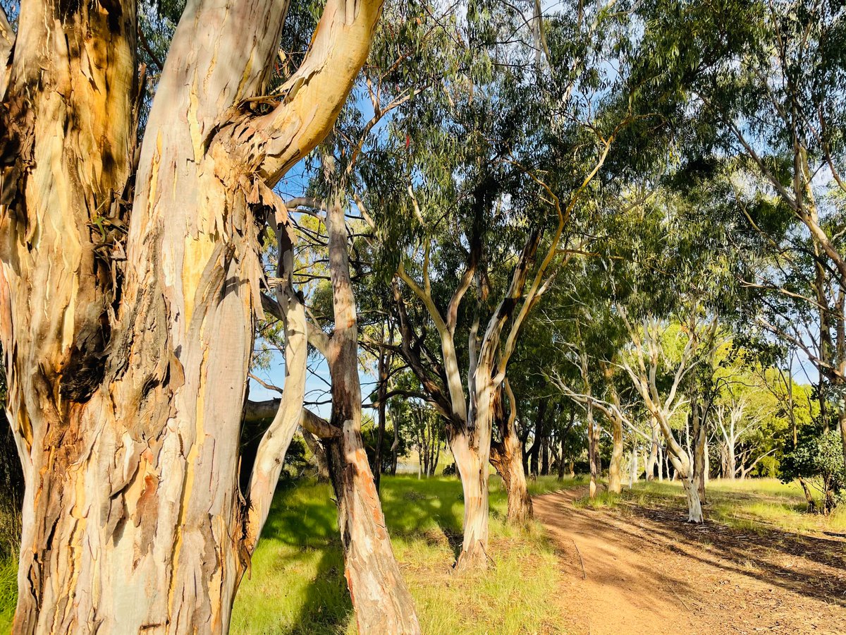 Adrienne Francis (@adifrancisabc) on Twitter photo Are you considering #volunteering outdoors? The Friends of Stranger Pond care for this beautiful #Tuggeranong #Canberra waterway above the Murrumbidgee River. It was great to visit the group in action for <a href="/abccanberra/">ABC Canberra</a> #ICYMI listen back: ab.co/2MwgdPQ <a href="/Tuggeranong/">Tuggeranong Community Council</a> Are you considering #volunteering outdoors? The Friends of Stranger Pond care for this beautiful #Tuggeranong #Canberra waterway above the Murrumbidgee River. It was great to visit the group in action for <a href="/abccanberra/">ABC Canberra</a> #ICYMI listen back: ab.co/2MwgdPQ <a href="/Tuggeranong/">Tuggeranong Community Council</a>