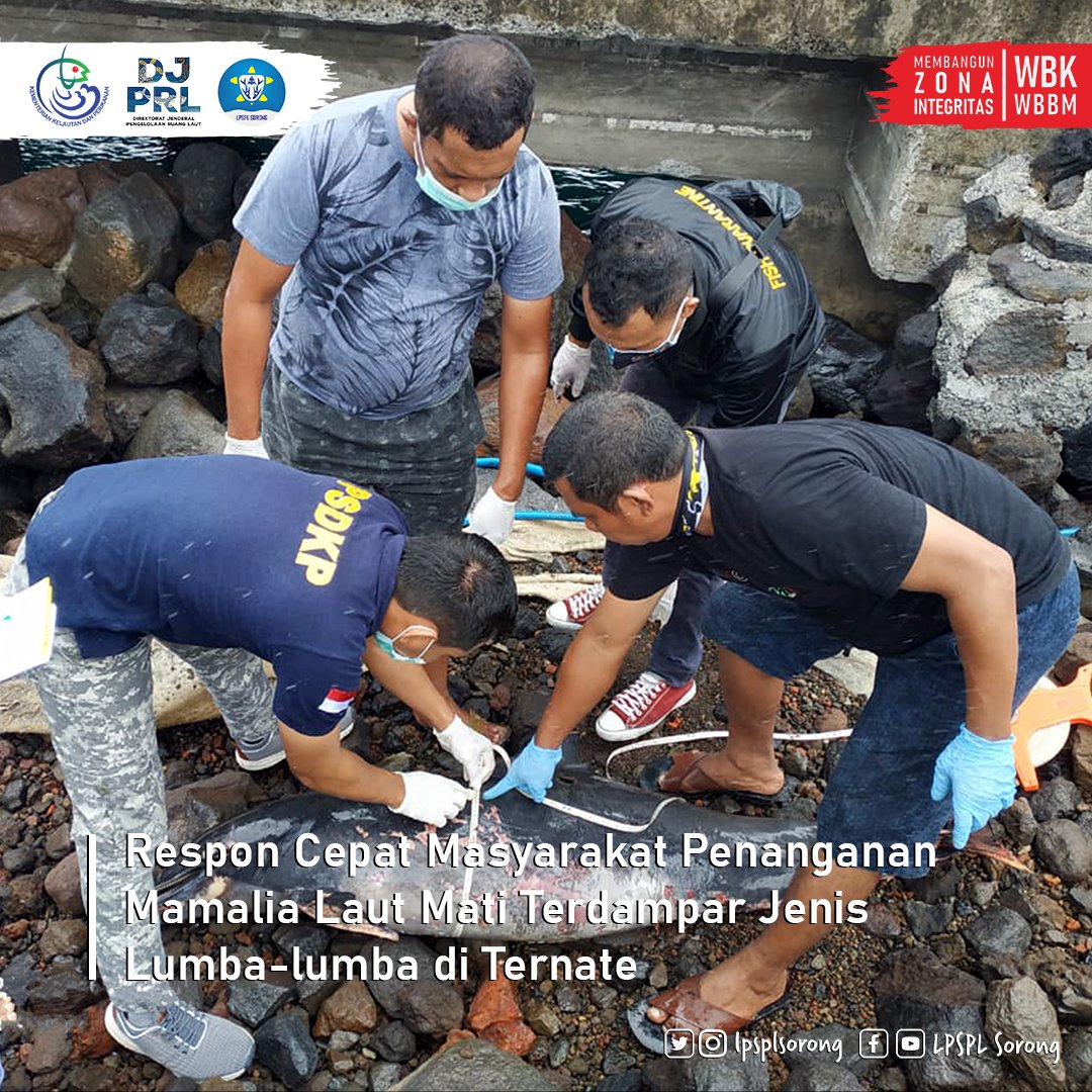#SahabatBahari, LPSPL Sorong Mengucap Terima Kasih Kepada berbagai pihak yang berkontribusi atas respon cepat terhadap penanganan mamalia terdampar di Pelabuhan Achmad Yani, Kota Ternate, Maluku Utara pada Sabtu, 31 Januari 2021  

#LPSPLSorong #Bersinar #DJPRLKeren #KKPRebound