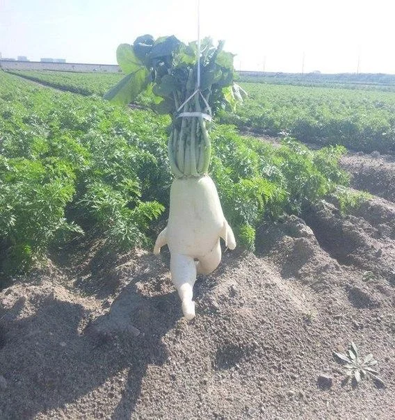 SernsenART's tweet photo. Was laughing so hard at this Radish that I had to draw it. 

Fear him. https://t.co/BVOvXTQxdp