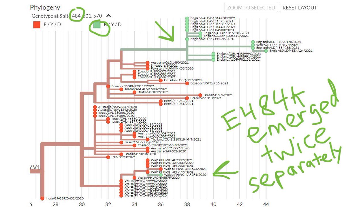 7) moreover, the new E484K in B117 seems to have evolved separately in 2 different lineages of  #B117 & somehow both **convergently evolved** to find E484K. here is the genome lineage  @nextstrain map—one evolved in  and one separately in . Bad sign when you see convergence.