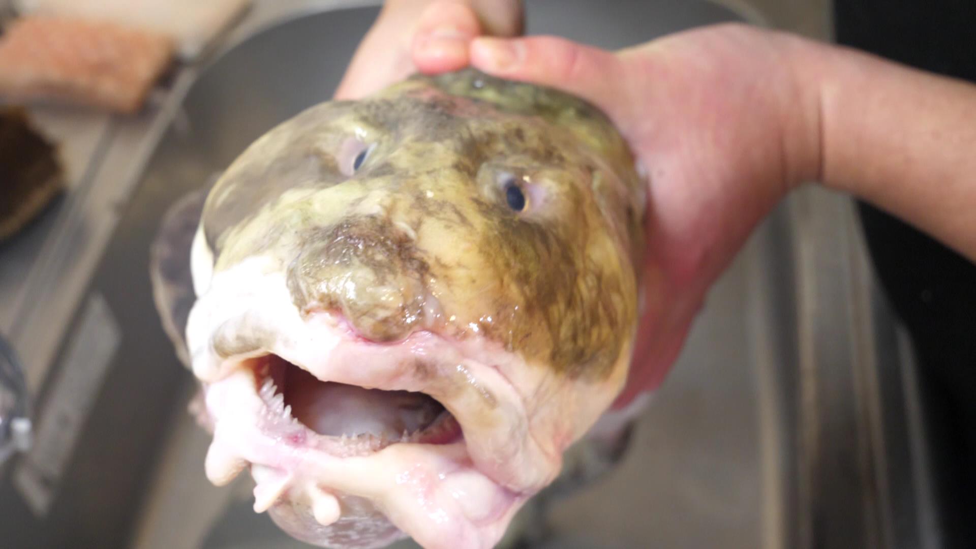 Twitter 上的 管理栄養士かりん めまいのため週 投稿中 深海魚っていうか 怪魚の ババア みためもコワイし 名前もヤバイ だから安い あまり流通してないけど おいしいからオススメ から揚げと鍋にして食べたらgood タナカゲンゲ へんないきもの