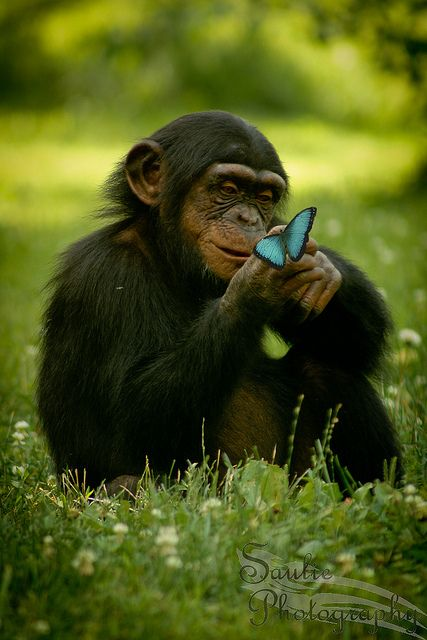 PawsandCare's tweet photo. “Compassion for animals is intimately associated with goodness of character, and it may be confidently asserted that he who is cruel to animals cannot be a good man.” 💖🐵😘― Arthur Schopenhauer,  #ProtectAnimals #Butterfly #Be #Friendly #FriendsWithNoBoundaries #Cute #LoveAll https://t.co/yCUOQokfGl