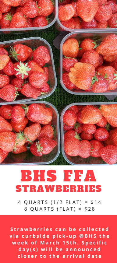 BHS FFA is collecting orders for strawberries until March 1st! Contact a FFA member or advisor to place an order! @Blacksburgffa @bburghsbruins