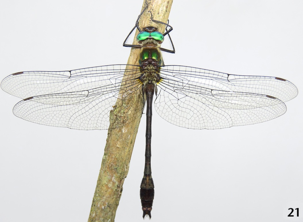 Congrats to Breno Araujo for his first paper as a leading author. In this study we provide primary data on #dragonflies from a marvelous site in the Southern #AtlanticForest including this rare species of Neocordulia. #UFPR #insects #biodiversity #odonates  @Zoologia_journ