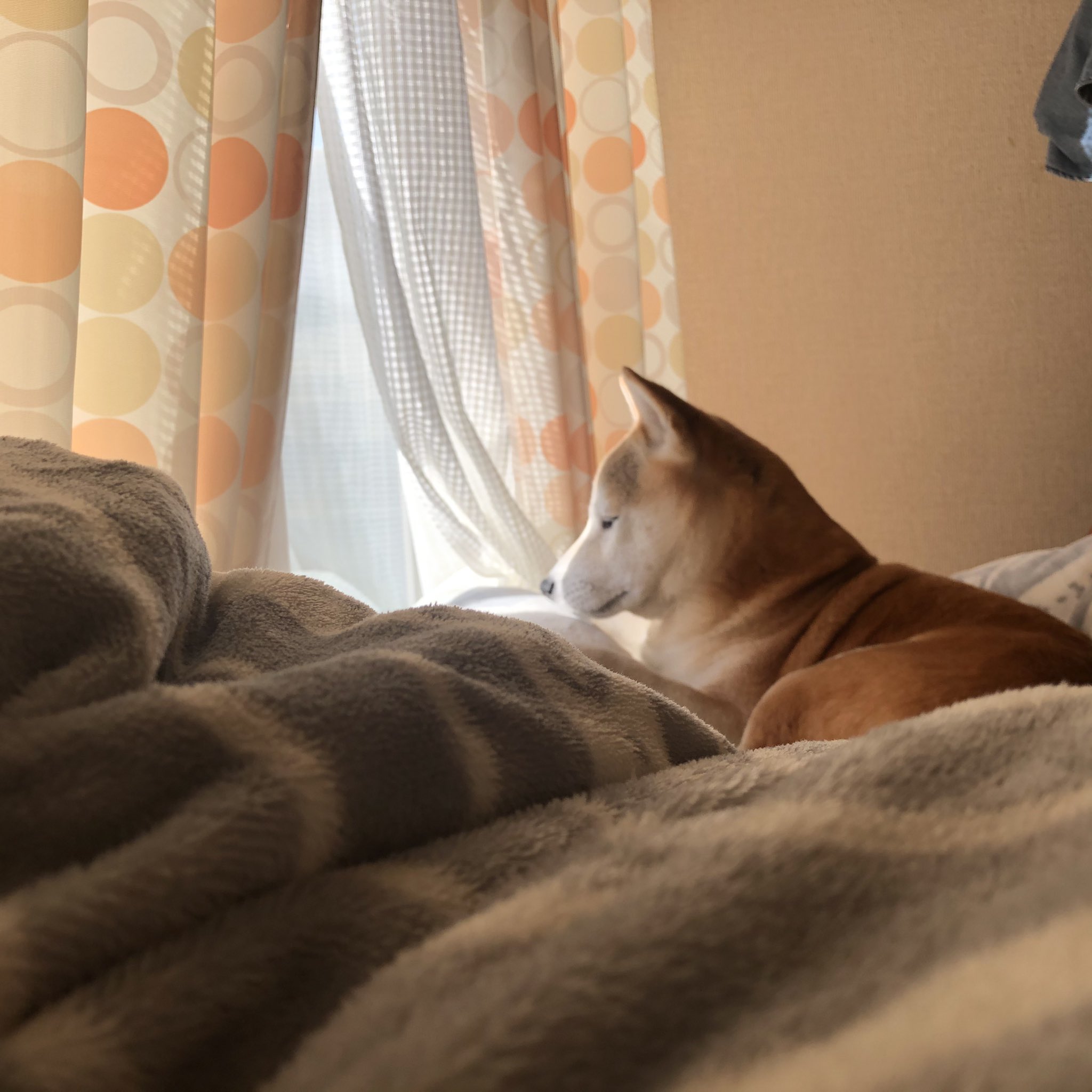K A N A H E Y 足元に犬 T Co Qqyxd6azrr Twitter K A N A H E Y 足元に犬 T Co Qqyxd6azrr Twitter