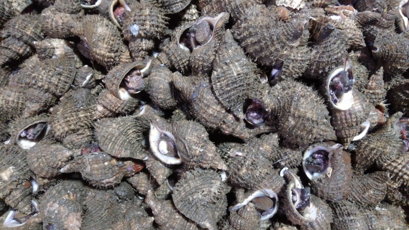 Uzivatel 公式 鵡川漁業協同組合 Na Twitteru 毛ツブが沢山 毛つぶ アヤボラ ツブ 螺 モコリリ T Co Hmv7ufbcap Twitter