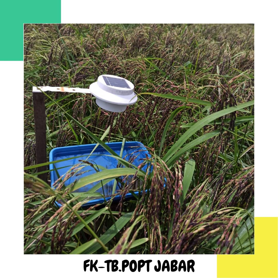 fktbpoptjabar's tweet photo. Inovasi pengendalian OPT dg pemanfaatan perangkap cahaya sederhana oleh #Petani #SobatPHT komoditas padi hitam di KT Mekar Bayu Desa Ciganjeng yg dipandu oleh #POPT Kec #Padaherang Kab #Pangandaran π‘πΎ
π· Rizal Noor Ihsan
#bptphjabar
#SalamPHT
#JabarJuara
#KawalSampaiPanen https://t.co/hpsw9gD07b