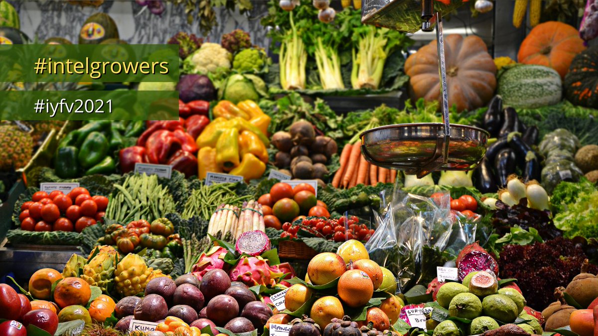 IntelGrowers's tweet image. The United Nations has declared 2021 the International Year of Fruits and Vegetables, spotlighting their vital role in human nutrition and food security, as well as urging efforts to improve sustainable production and reduce waste.    #iyfv2021 #FruitsVegYear #intelgrowers