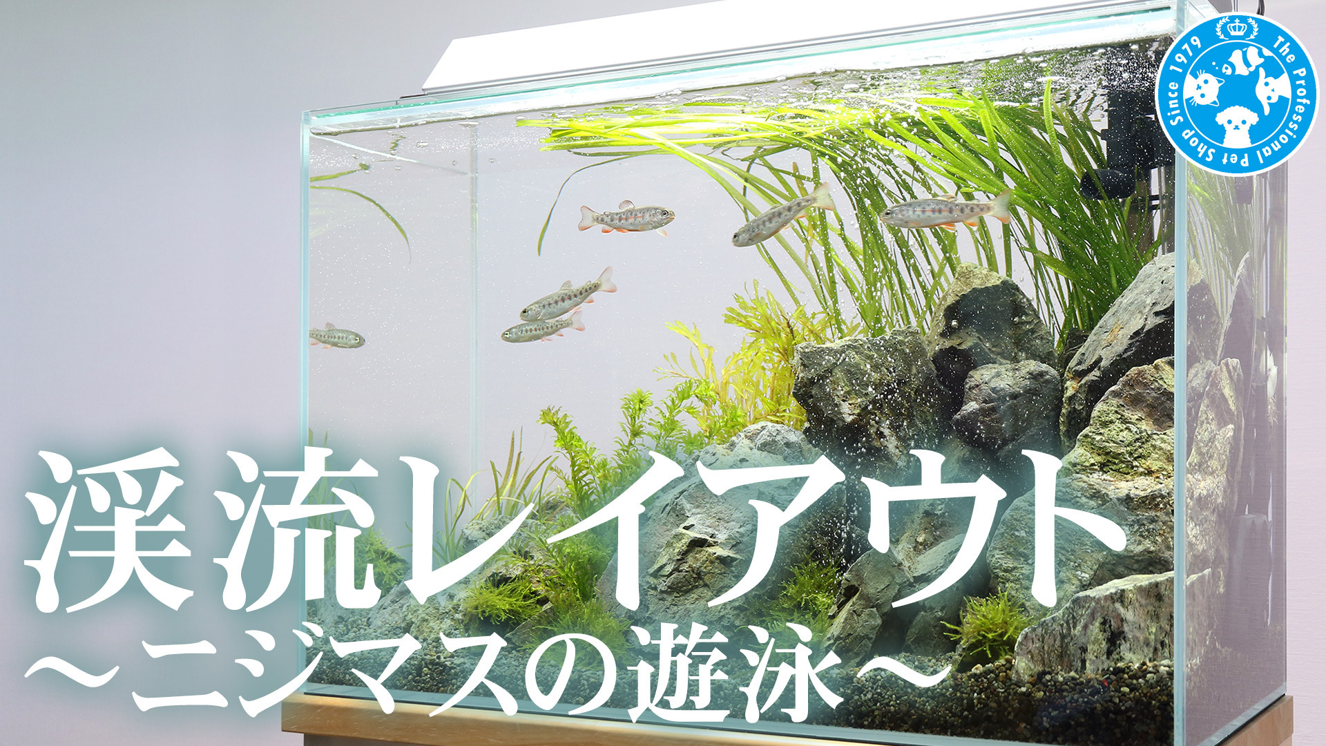 チャーム公式 ニジマスが泳ぐ渓流レイアウト動画upしました T Co Tsee6owacr 使用したアクロのフランジ付き水槽は 耐震性以外にも飛び出し防止にもなる為 動きが活発な魚にオススメ ニジマスは冷水魚の為 水槽用クーラー必須です また成長