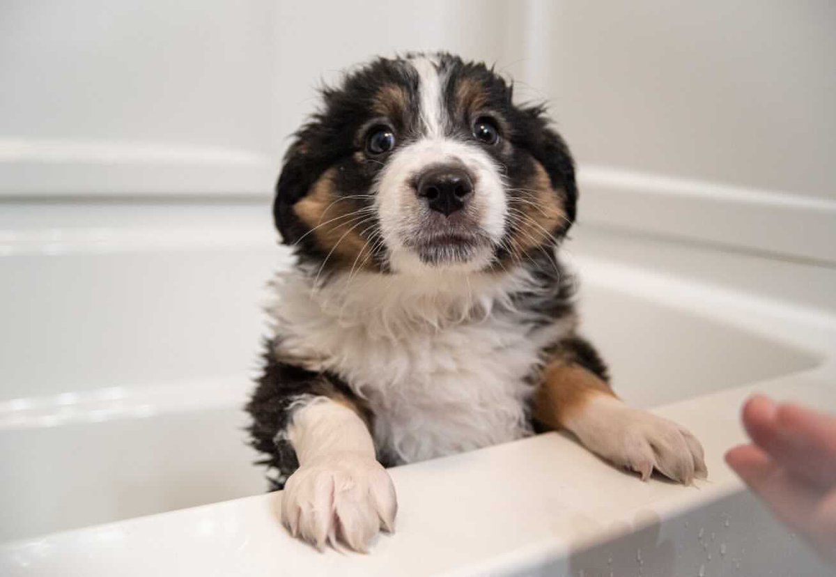 WeRateDogs tweet media