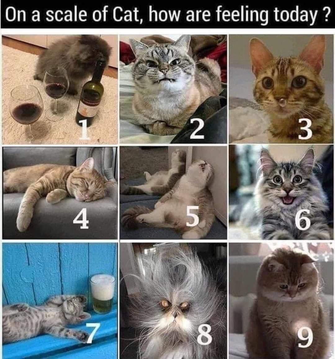 CAT scale  So Many Miles