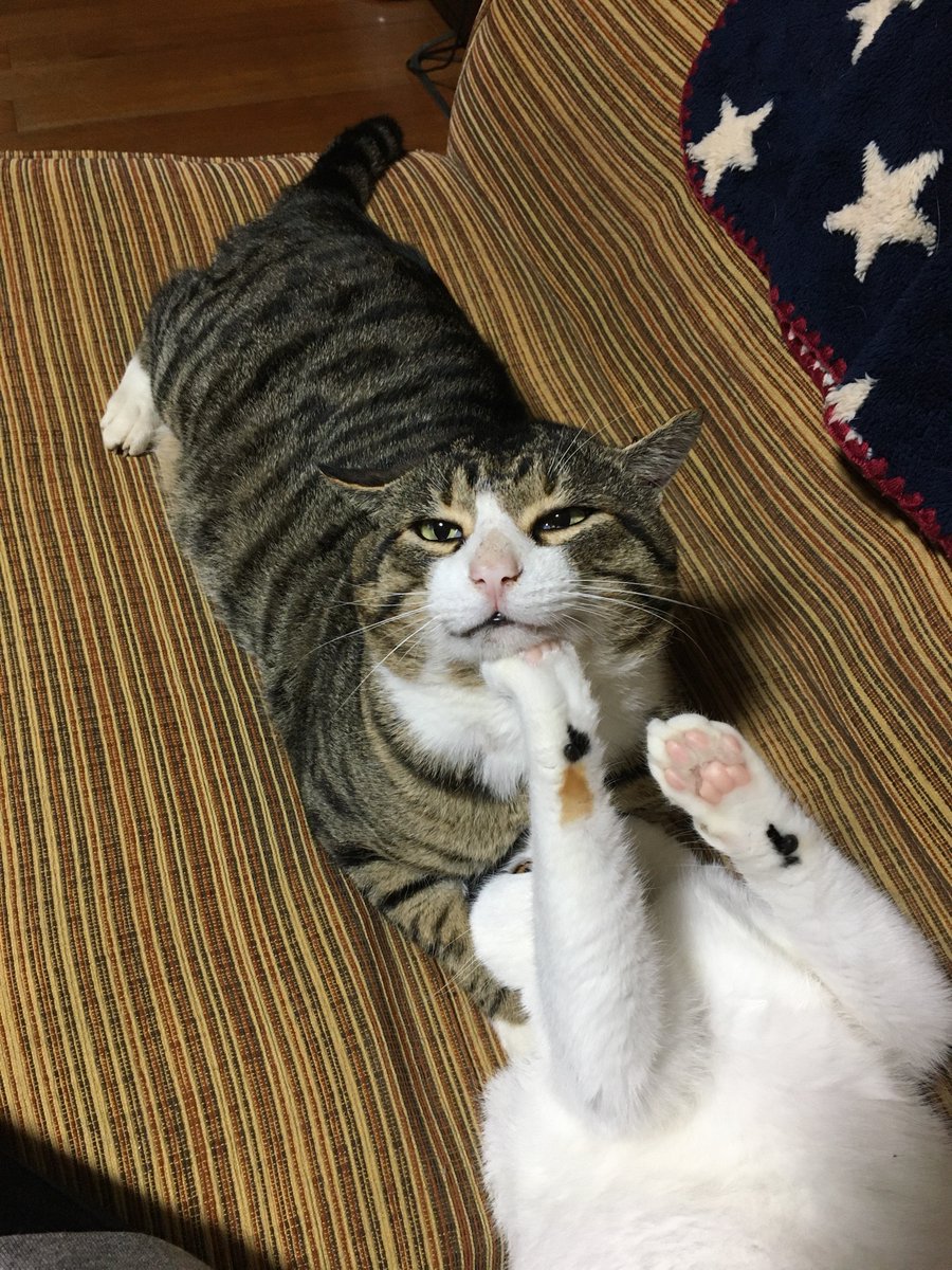sakaroch's tweet photo. サツキのパンチに耐える大人なミヤオ https://t.co/DMta4XX1Cs