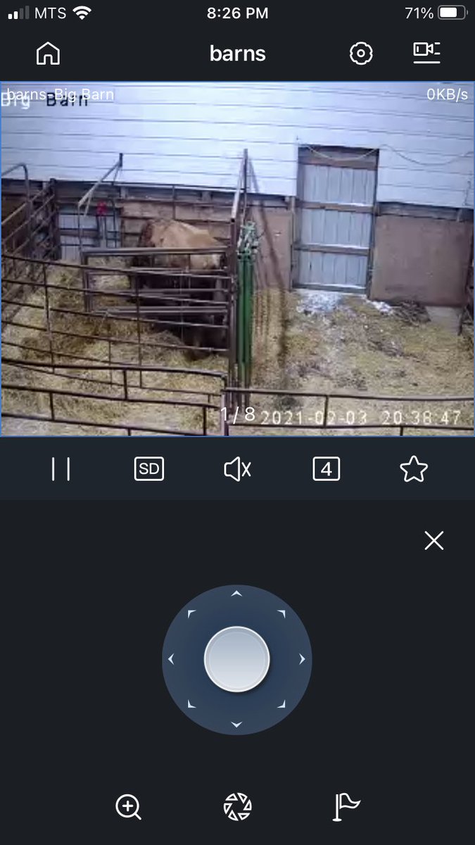 paulmrobertson1's tweet photo. Please b having a bull calf miss 320. #teamheifer is leading the race to 158 by 20. https://t.co/xHiZonbv3s