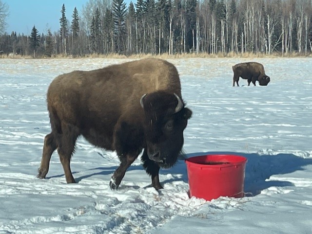 YR Bison Ranch 🧢 tweet media