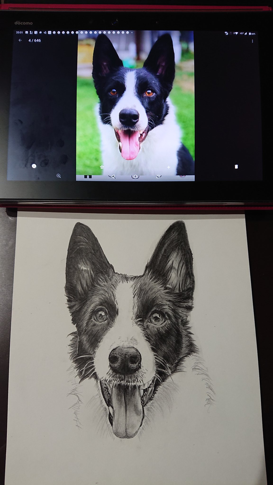 Gra Laura 再びボーダーコリー スムースのいわゆるフィールド系 カッコいい けど女の子 犬のイラスト 鉛筆画 いぬのいる暮らし いぬいらすと ボーダーコリー 犬 いぬ 犬のいる生活 T Co Uhqdhbzgzc Twitter