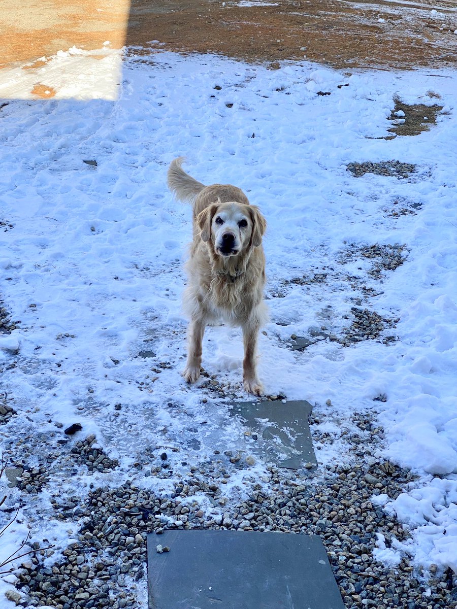 It’s #nationalgoldenretrieverday and we couldn’t be happier to give hugs to our very own #elsietheboldrdog.  
Who else has a Golden they love?