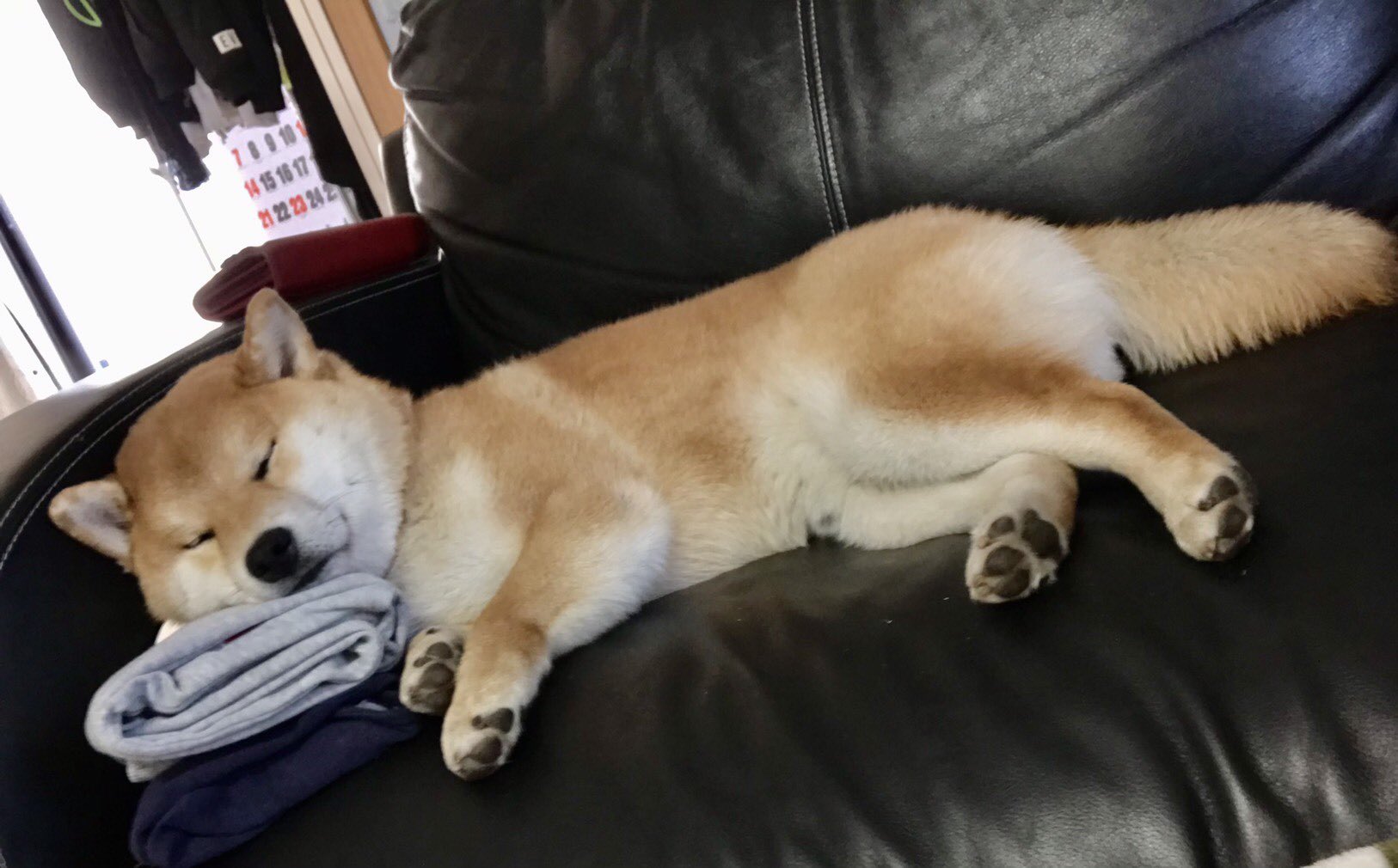 シヴァ犬こむぎっす 豆シヴァわらび 畳みたての洗濯物を勝手に枕にして寝てるんだけど シヴァ犬 愛犬 T Co Ugi4wjq9d4 Twitter