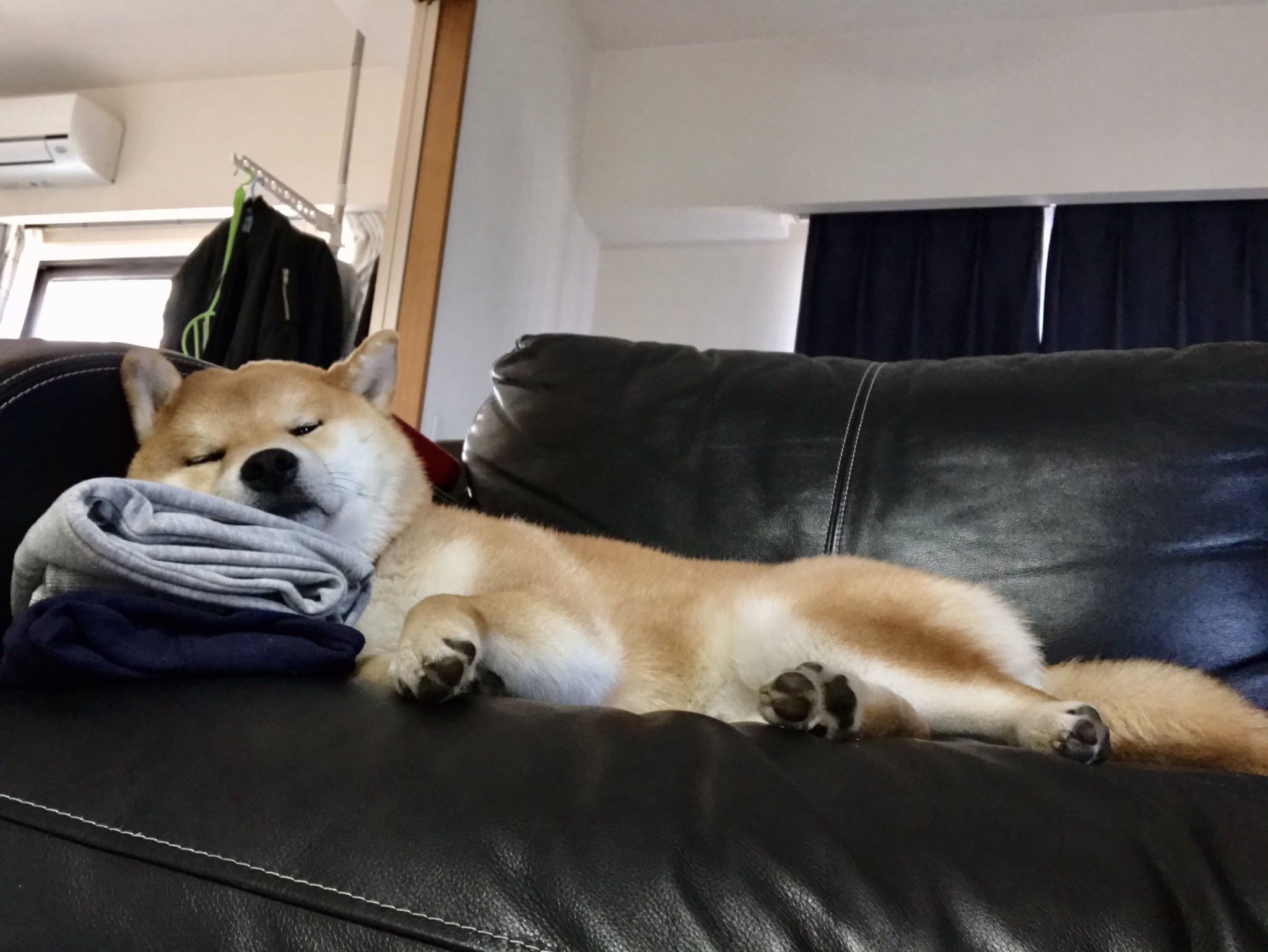 シヴァ犬こむぎっす 豆シヴァわらび 畳みたての洗濯物を勝手に枕にして寝てるんだけど シヴァ犬 愛犬 T Co Ugi4wjq9d4 Twitter シヴァ犬こむぎっす 豆シヴァわらび 畳みたての洗濯物を勝手に枕にして寝てるんだけど シヴァ犬 愛犬 T Co Ugi4wjq9d4 Twitter