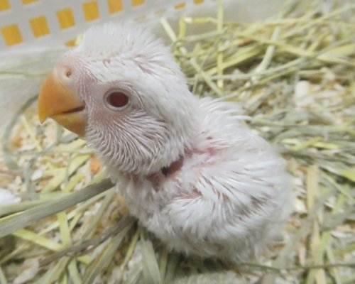 コザクラインコ東京 Fxbtoh8yasmt6sq Twitter コザクラインコ東京 Fxbtoh8yasmt6sq Twitter