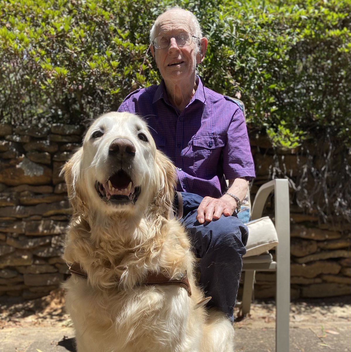 Happy retirement to Guide Dog, Priscilla! (1/3)

[Image description: David sitting on a chair looking towards the camera with Priscilla sitting in front of his legs. Priscilla is a Golden Retriever and she's wearing her harness one last time.]