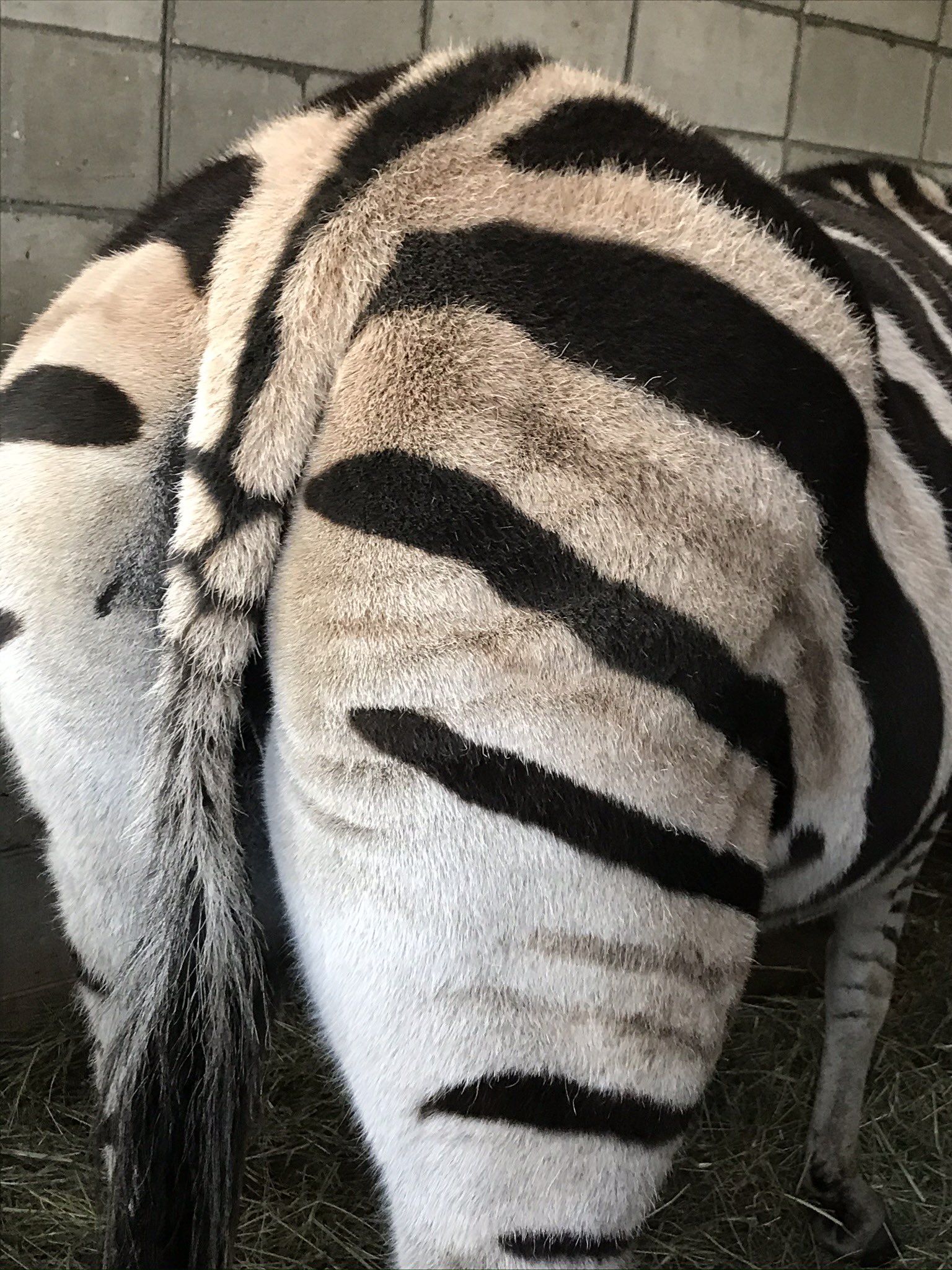 新アカウントへ引越し中 おびひろ動物園 お尻 おびひろ動物園 Obihirozoo キリン メープル ユルリ チャップマンシマウマ リオ お尻 網目模様 縞模様 尻尾の模様をよく見ると面白いよ 4枚目は昨年亡くなった シャンティー T Co