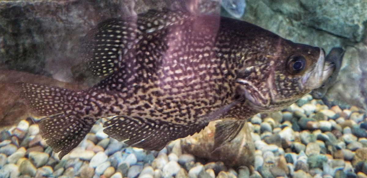 LowellMiller17's tweet photo. Had a blast today slamming big gills in Oakland County!!! And visited fishy friends at the Bass Pro Shops ππ£π£ with Rich Boutin and Steve!! #LToutdoors #michiganoutdoors #michiganfishing #fishing #icefishing #northernpike #panfish #bluegill #widowmakerjigs #puremichigan https://t.co/Yk36uYmq9E