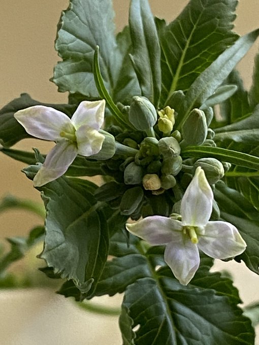 花言葉 高画質 のtwitterイラスト検索結果 古い順