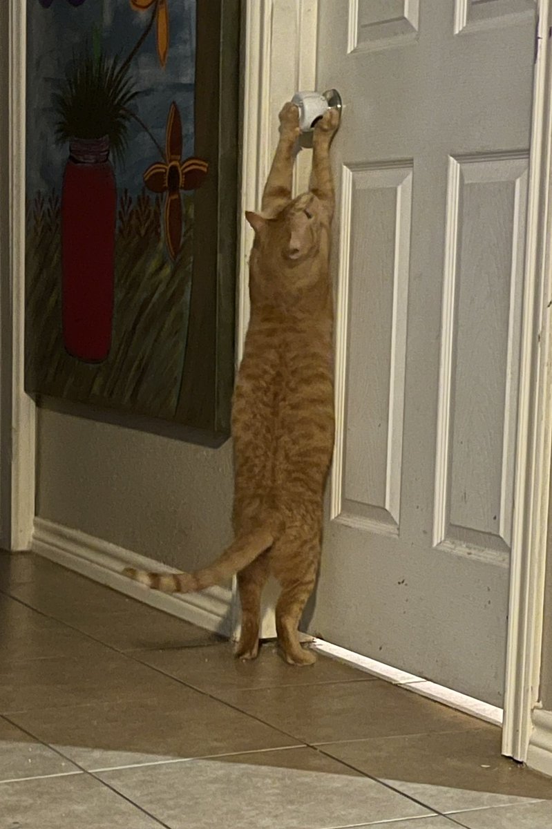 savidge_kammie's tweet photo. When the human closes the door and you just need to PEE! #CatsOfTwitter #cathumor #rescuecat #tabby #catlife #momview #adoptedcat https://t.co/e9cVo7y5re