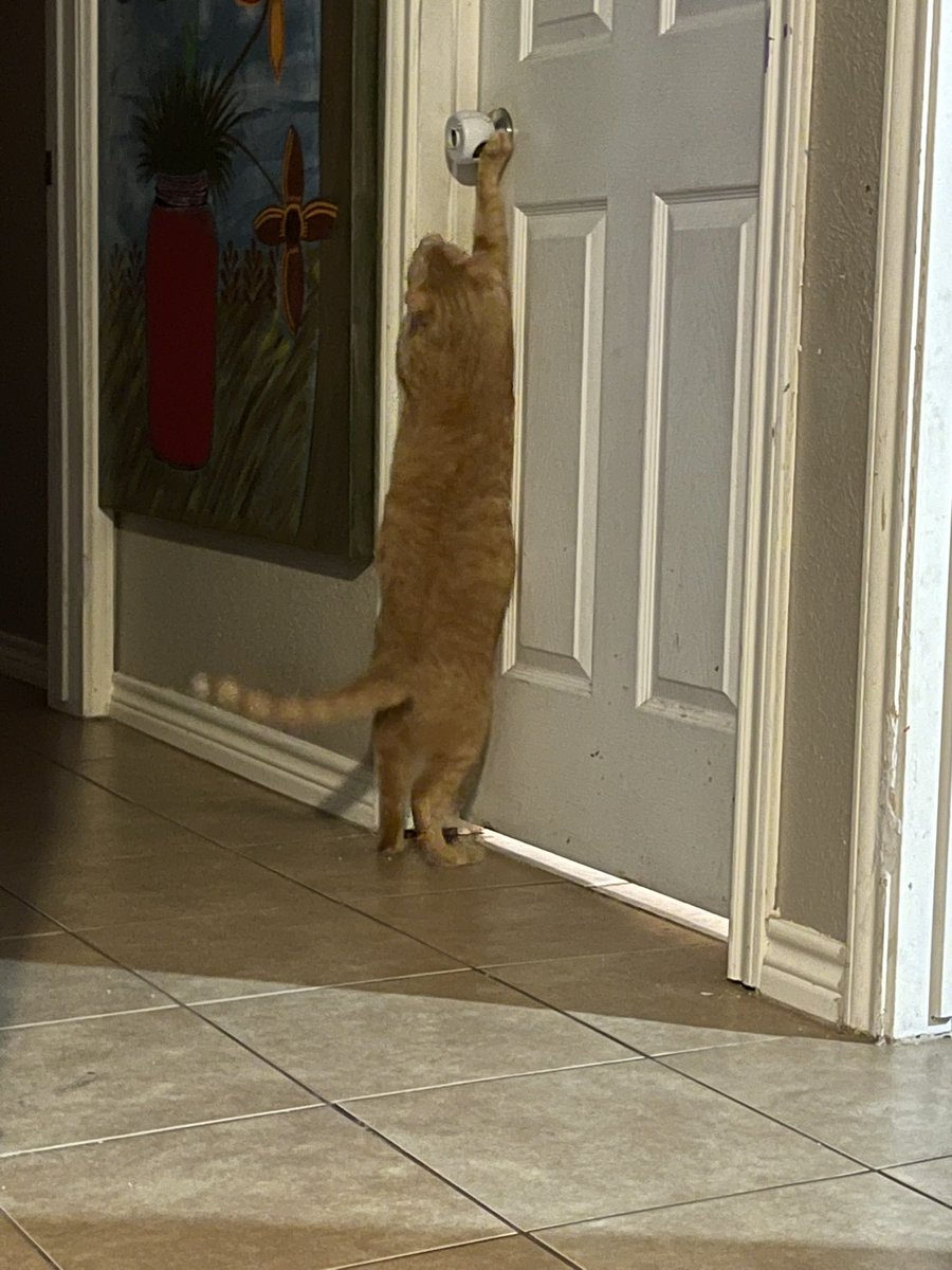 savidge_kammie's tweet photo. When the human closes the door and you just need to PEE! #CatsOfTwitter #cathumor #rescuecat #tabby #catlife #momview #adoptedcat https://t.co/e9cVo7y5re