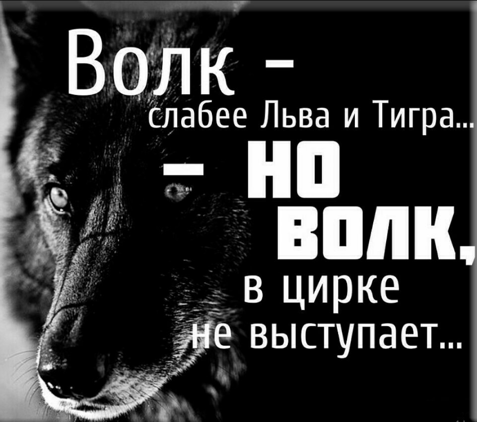 Волк в цирке не выступает