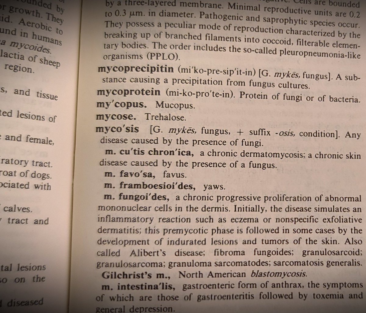 Reinforcing with <a href="/TableRounds/">table rounds ®</a>  what <a href="/MShoaibAfridi/">Shoaib Afridi</a> taught me about mycosis fungoides. Not a fungus at all but the most common form of cutaneous T-cell lymphoma marked by cerebriform nuclei in atypical T cells in dermis and epidermis. #MedTwitter  #MedStudentTwitter <a href="/AdelAzghadi/">Adel Azghadi, MD</a>