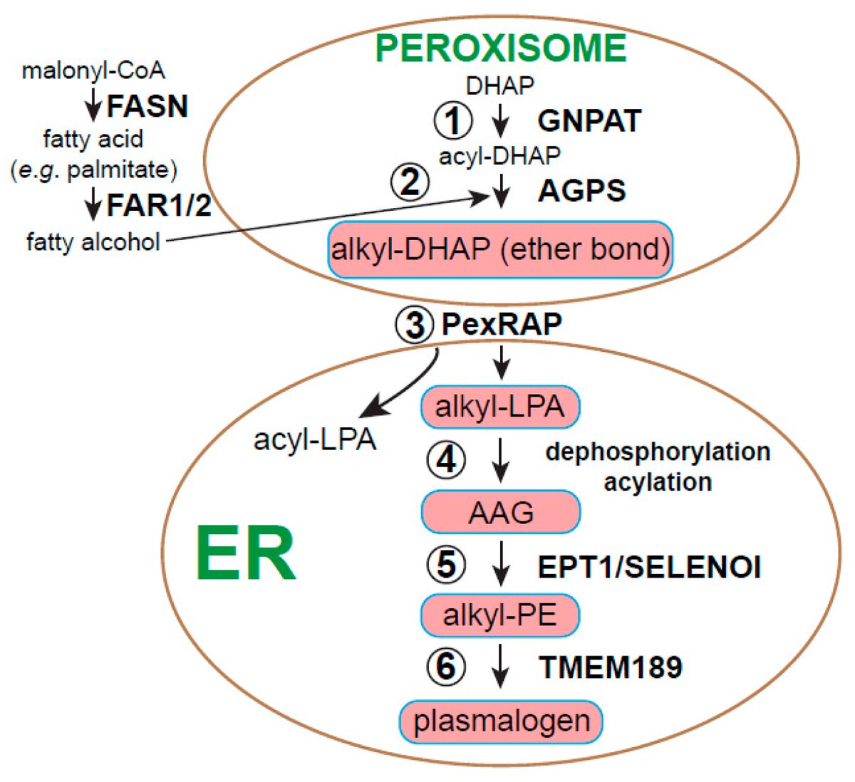 MetabolitesMDPI's tweet image. #MDPIMetabolites 📗 &quot;Bioactive #Ether Lipids: Primordial Modulators of #CellularSignaling&quot;, a review authored by Stephen P. Holly et al., is available at 🔗 mdpi.com/2218-1989/11/1… #EtherLipid #SignalTransduction #Cancer #Alkylglycerol