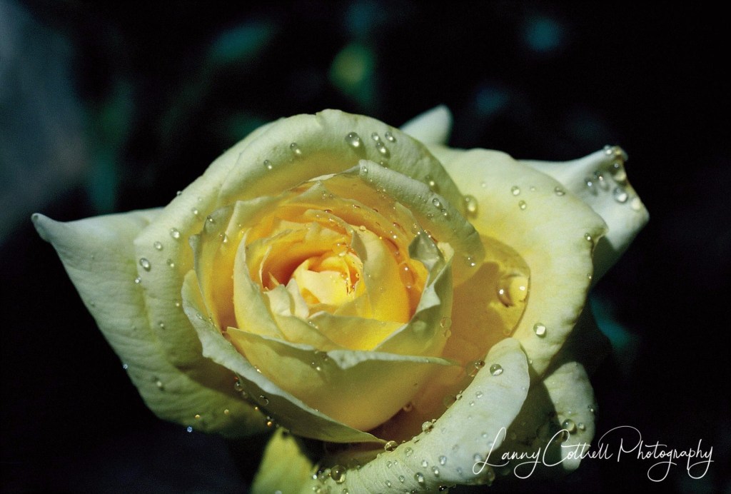 123photogo's tweet photo. Photos of the Week: THE ART OF FLOWER PHOTOGRAPHY ! –

Click on the link below to view over 20 photos :

https://t.co/GMhZUeYBpR

#camera #learnphotography #photo #photography #photograph #lighting #composition #art #artist #canon #nikon #sony #pentax #panasonic #leica #flower https://t.co/C4jXtV6a5E