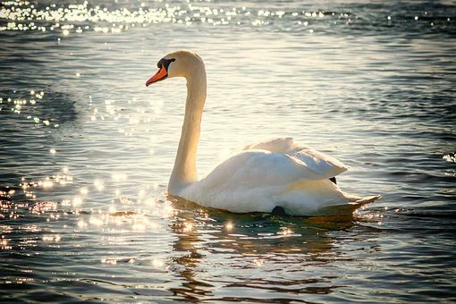 StyxTrust's tweet photo. Bird Monitoring is on again this Saturday (6th Feb) at 9am, meet at Styx Mill Rd carpark 😃🐦🦆🦢🎉

@ECan @ChristchurchCC #volunteer #Volunteering #birds  #Birdwatch #conservation https://t.co/vNBfXs2xep