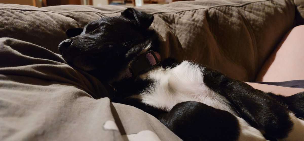 New pupper! Say hi to Trixie! She loves naps in my arms.