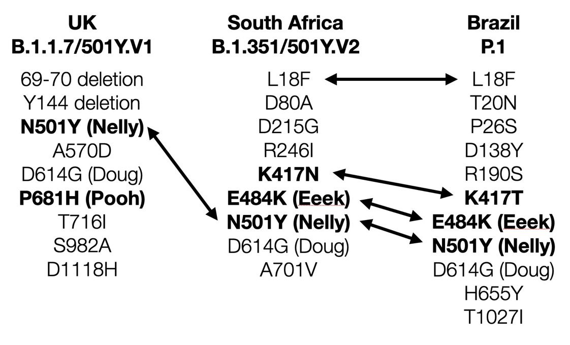 2) Here are the mutations within each of the 3 standard variants. But the  #B117 has also acquired the bad E484K mutation found in the SA and Brazil variants in a new B117 sublineage in Wales  and England. E484K is the bad one.